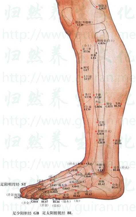 讀鼻穴|犢鼻穴:名稱釋義,功能作用,治法,定位,解剖,主治,操作,臨床運用,配。